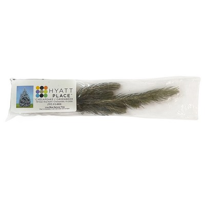Live Colorado Blue Spruce Tree Seedling in Clear Bag