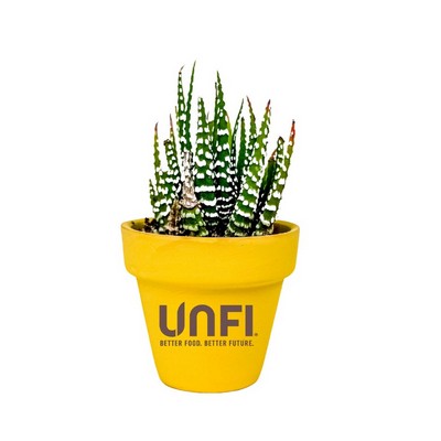 Mini Terra Cotta Line