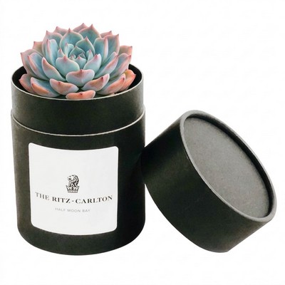 Assorted Succulents in Black Round Box